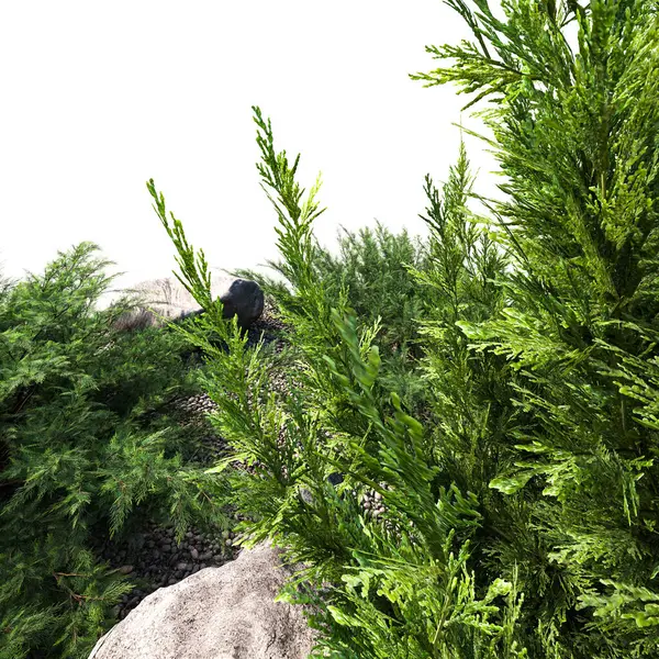 Ormanda genç çam dalları