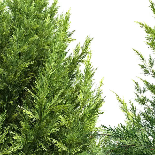 Ladin ağacı dalları kapanıyor.