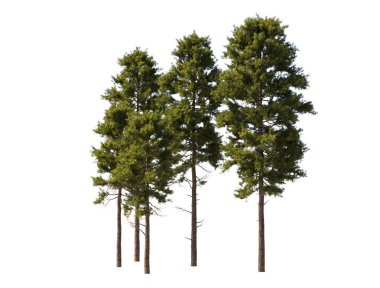 Büyük boy çam ağaçları grubu