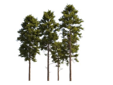 Büyük boy çam ağaçları grubu