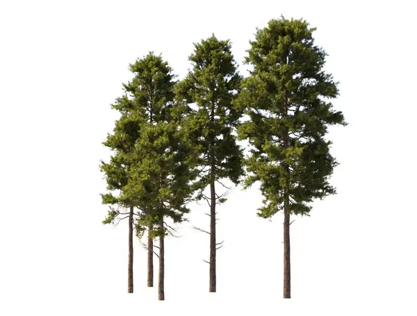 Büyük boy çam ağaçları grubu