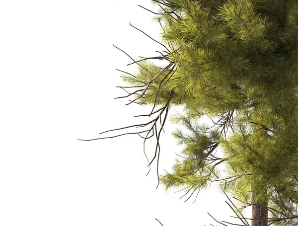 Büyük boy çam ağaçları grubu