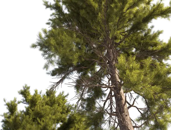 Büyük boy çam ağaçları grubu