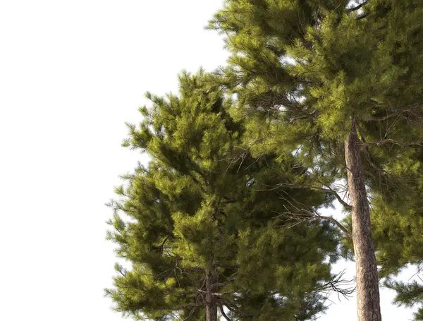 Büyük boy çam ağaçları grubu