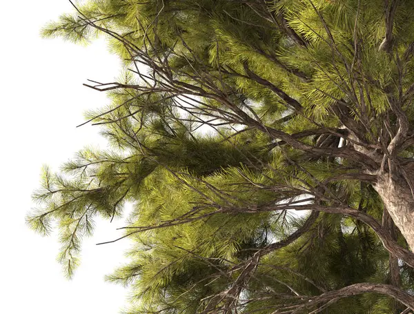 Büyük boy çam ağaçları grubu