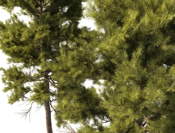 Büyük boy çam ağaçları grubu