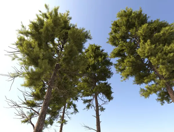 Büyük boy çam ağaçları grubu