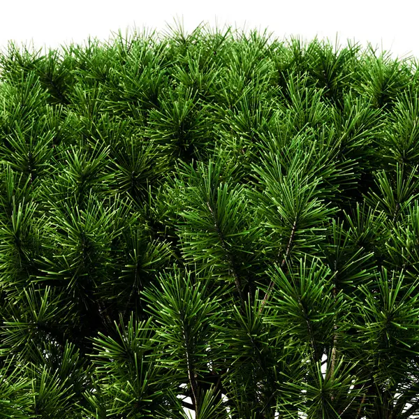 beyaz izole köknar ağacı