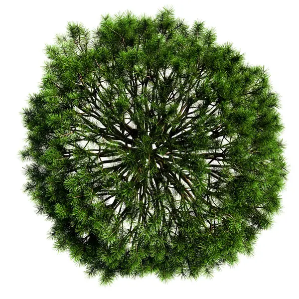 Beyaz arkaplanda izole edilmiş ağaç