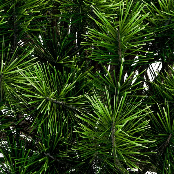 Yastık şeklinde dağ çamı