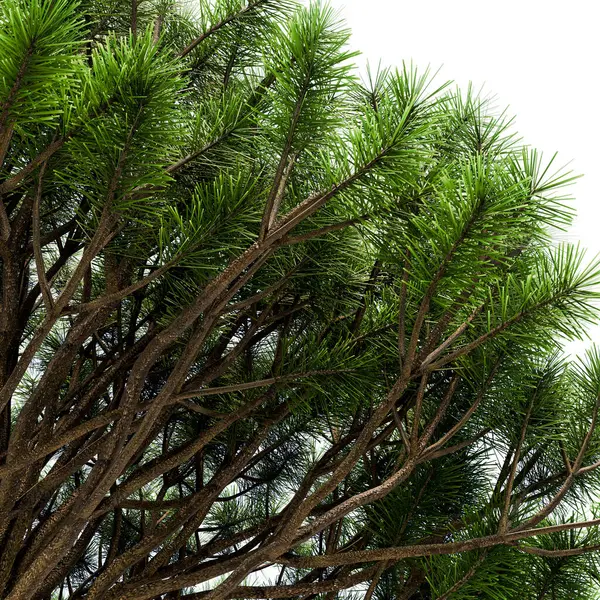 Beyaz arka plan üzerinde izole köknar ağacı dalları