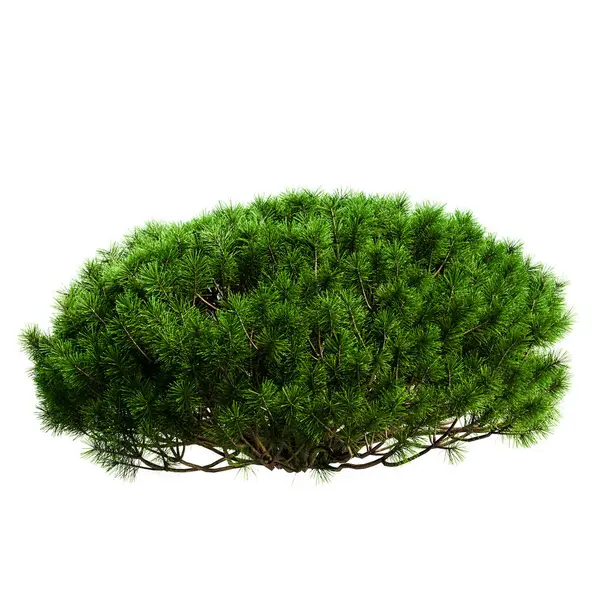 Beyaz arka planda izole edilmiş Noel ağacı