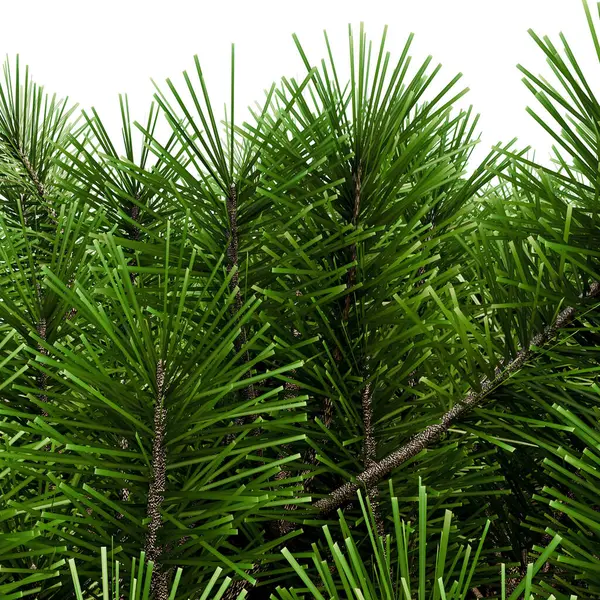 Köknar - beyaz üzerine izole iğneler ile dalları