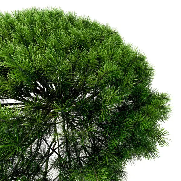 Beyaz üzerine izole edilmiş yeşil köknar ağacı