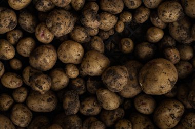 Taze kazılmış patates, toprakta patates.