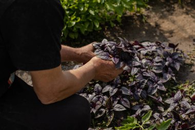 Seradaki orta yaşlı Avrupalı bir adam mor fesleğeni olgunlaştırmak, bahçesinde sebze yetiştirmek, bahçesinde bitki yetiştirmek için kontrol eder..