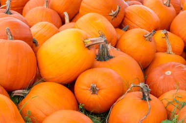 Balkabakları, büyük parlak turuncu balkabakları