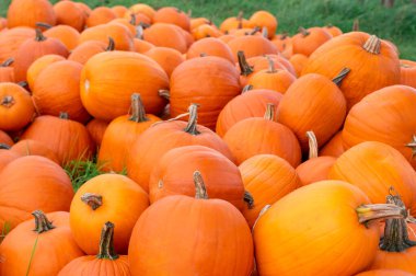 Balkabakları, büyük parlak turuncu balkabakları