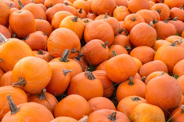 Balkabakları, büyük parlak turuncu balkabakları