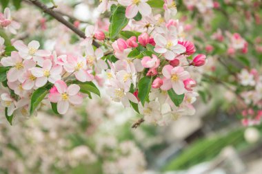 Sakura çiçekli bir dal, güzel bir bahar arkaplanı.