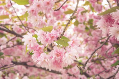 Sakura çiçekli bir dal, güzel bir bahar arkaplanı.