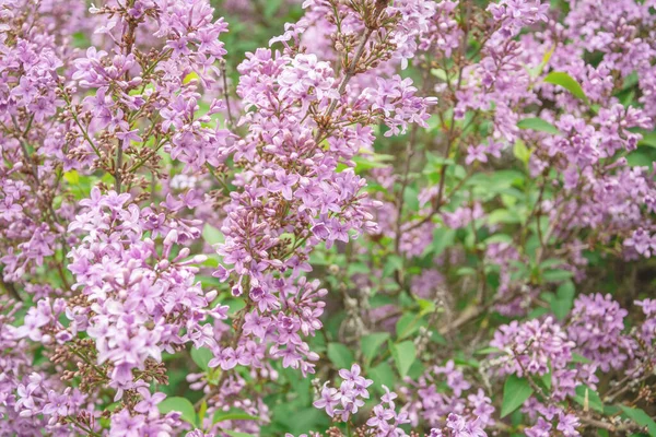 Una Rama Con Flores Sakura Hermoso Fondo Primavera —  Fotos de Stock