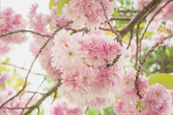 Ramo Com Flores Sakura Belo Fundo Primavera — Fotografia de Stock