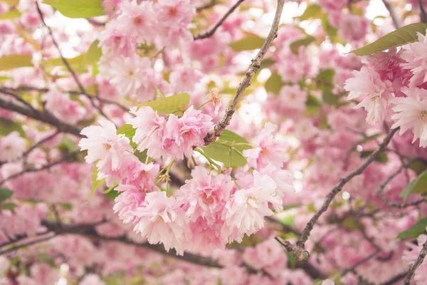Ramo Com Flores Sakura Belo Fundo Primavera — Fotografia de Stock