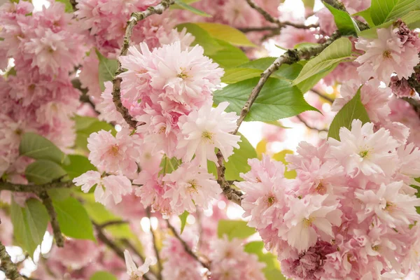 stock image A branch with sakura flowers, a beautiful spring background