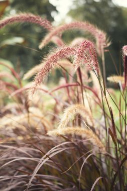 Pampas otu. Reed mi? Soyut doğal arkaplan.