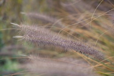 Pampas otu. Reed mi? Soyut doğal arkaplan.