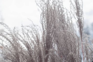 Pampas otu. Reed mi? Soyut doğal arkaplan.