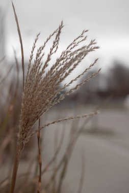 Pampas otu. Reed mi? Soyut doğal arkaplan.