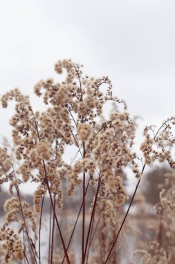 Pampas otu. Reed mi? Soyut doğal arkaplan.