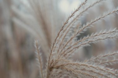 Pampas otu. Reed mi? Soyut doğal arkaplan.
