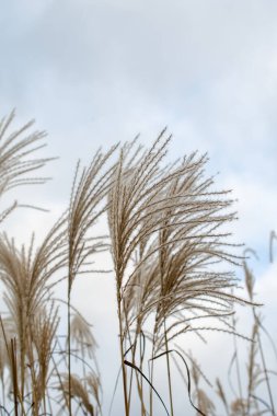 Pampas otu. Reed mi? Soyut doğal arkaplan.