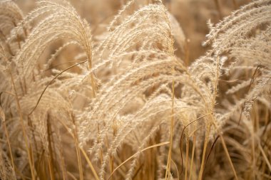 Pampas otu. Reed mi? Soyut doğal arkaplan.