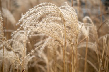 Pampas otu. Reed mi? Soyut doğal arkaplan.