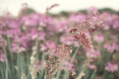 Pampas otu. Reed mi? Soyut doğal arkaplan.