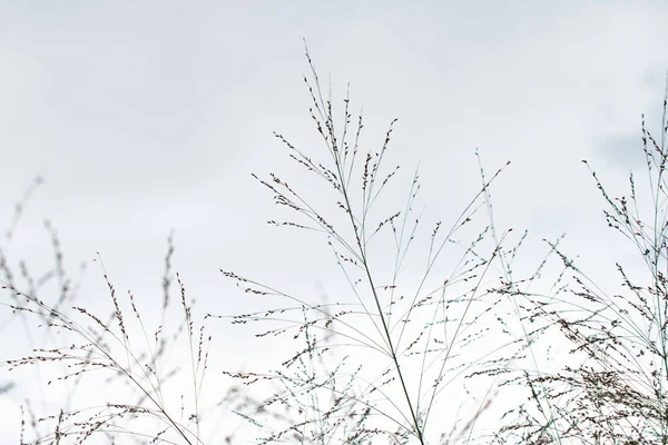 Pampas otu. Reed mi? Soyut doğal arkaplan.