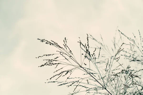 Pampas otu. Reed mi? Soyut doğal arkaplan.