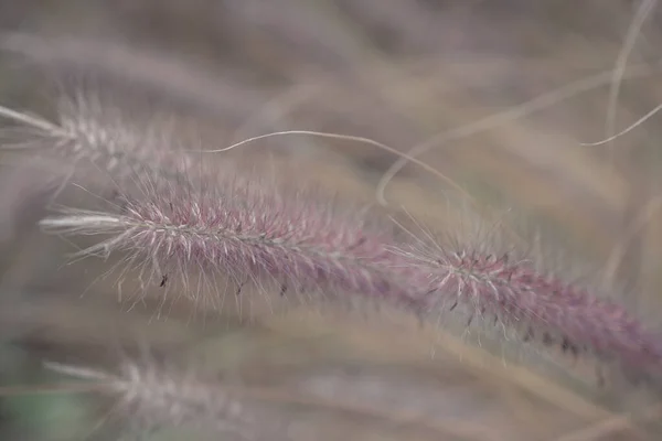 Rumput Pampas Reed Latar Belakang Alami Abstrak — Stok Foto