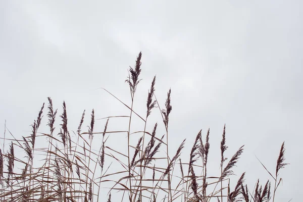 Pampas Otu Reed Soyut Doğal Arkaplan — Stok fotoğraf