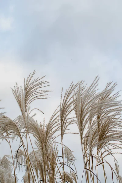 Relva Pampas Reed Contexto Natural Abstrato — Fotografia de Stock