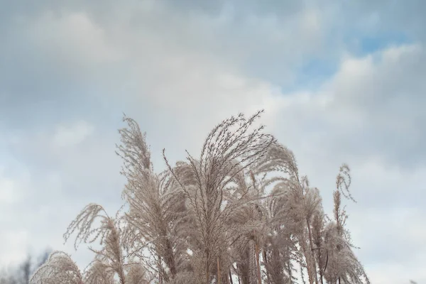 팜파스 자연적 — 스톡 사진