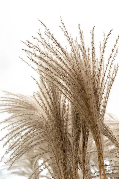 Pampas Grass Reed Abstract Natural Background — Stock Photo, Image