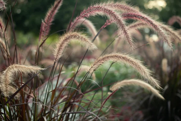 Pampas Gras Met Reed Abstracte Natuurlijke Achtergrond — Stockfoto