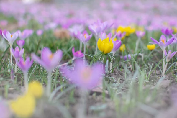 봄에는 보라색 노란색 크로커스 — 스톡 사진