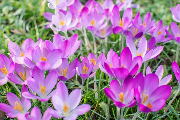 Фіолетові Жовті Крокуси Навесні — стокове фото