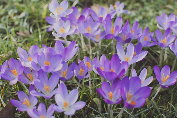 Фіолетові Жовті Крокуси Навесні — стокове фото